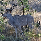 "Greater Kudu" Kruger national Park, South Africa